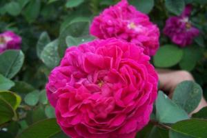 Najkrajšie ruže: najlepšie odrody, popis, fotografia
