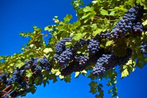 Обработка винограда от болезней и вредителей осенью перед укрытием: железный купорос и другие средства